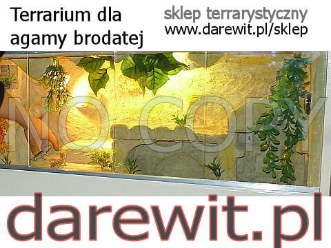 terrarium dla agamy brodatej - darewit